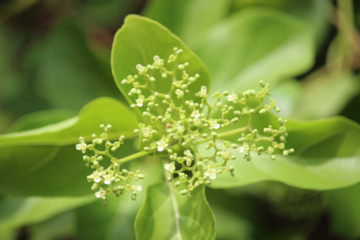 Premna serratifolia L.